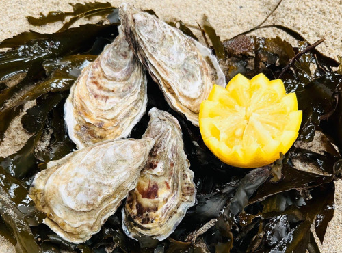 SARL O GRE DES VENTS - 36 Huitres Cresues de Normandie N3