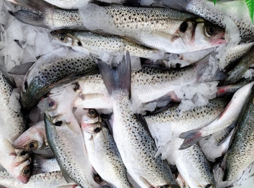 La Criée d'à Côté - Bar Moucheté portion (calibre 200g à 400g) - Lot 3kg