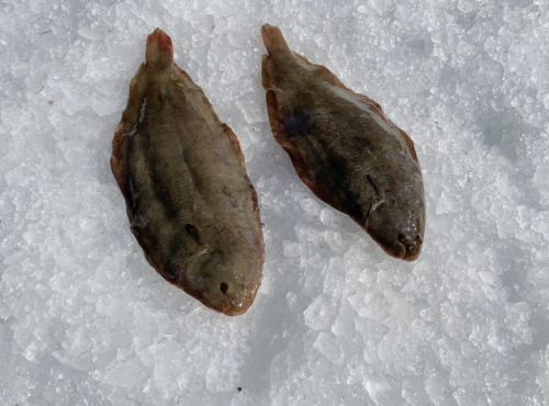 Pêcheur Toni  Micheau - Soles De Méditerranée - 500g (2 Pièces) - Vidées