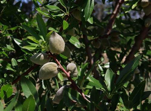 Jardins de la Testa - Amande fraiche BIO 2kg