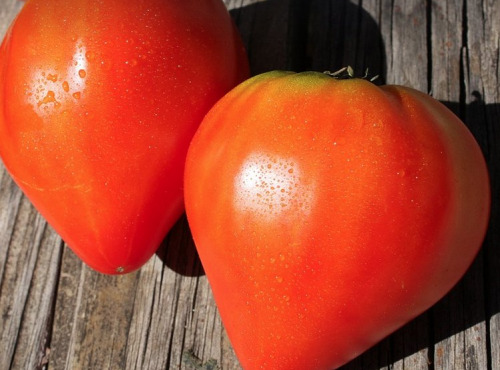 ChâteauFer - Tomate Ancienne - Mix