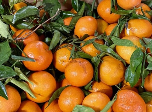 L'OLIVERAIE DU COUDON - CLEMENTINES CATEGORIE 2 - - 6KG - - #### PROMO ####