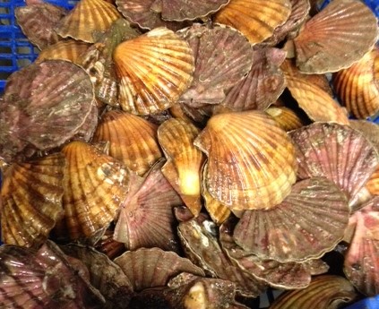 Saint Kerber - Cancale - (PRECOMMANDE) Saint Jacques de plongée - 6 kg