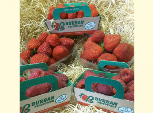 La Fraise de La Baule - Lot 4 Saveurs Burban Producteur