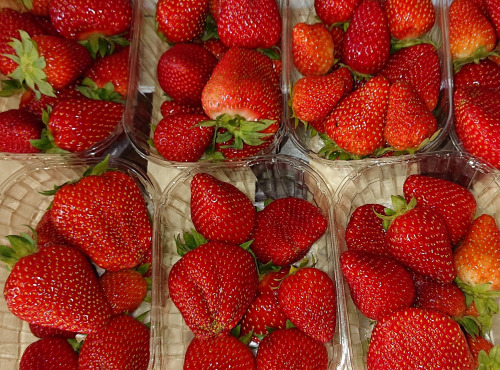 Maison du Pruneau - Cueillette du Gascon - Fraises du Lot et Garonne (variété Charlotte ou Murano) 1kg