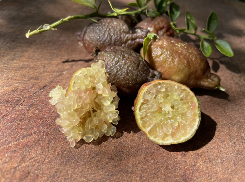 Maison Gannac - Citron Caviar Microcitrus australasica - 100gr