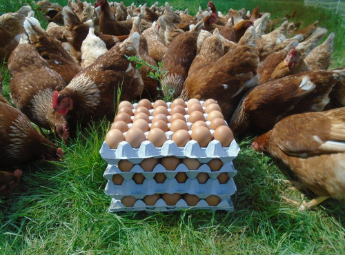 La Ferme de l'Abbaye - Oeufs de Poules Rousses Lohman (4 plaques de 30 œufs)