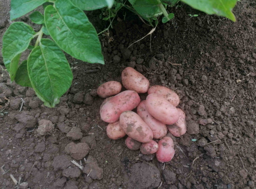 Ferme de Carcouet - Pommes de Terre Nouvelle Rouge Bio - 10 kg