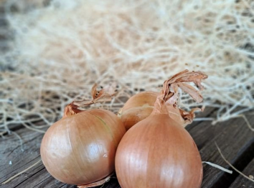 Les Jardins de Gérard - Oignon jaune Bio - 1 kg