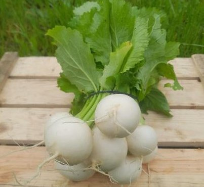 ChâteauFer - Navet nouveau - Sachet 500g