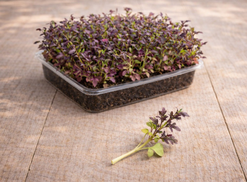 Nature et Saveurs - Ferme Aquaponique et Permacole Astérienne - Micropousses de moutarde Red Lace coupées - 20g
