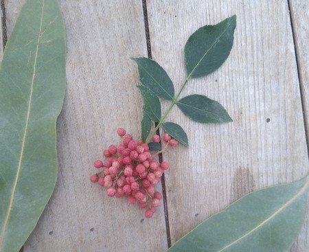 HERBA HUMANA - Poivre de Sichuan frais - 100g