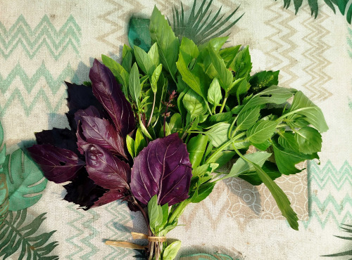 Nature et Saveurs - Ferme Aquaponique et Permacole Astérienne - Basilic en Mélange — variétés de la ferme