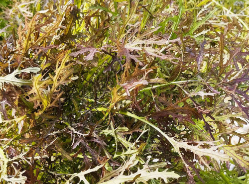 Nature et Saveurs - Ferme Aquaponique et Permacole Astérienne - Moutarde Rouge Métisse (Bouquet)