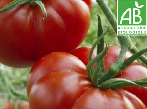 Mon Petit Producteur - Tomate Précoce Bio Marmande