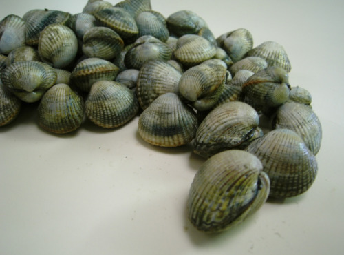 Thaëron - Coques - Barquette de 500 g