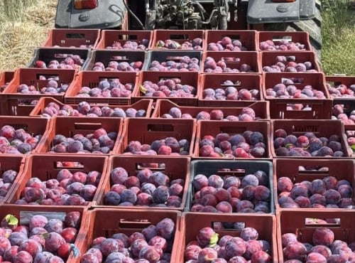 Vergers des brunots - Prune "Fortune" 5kg