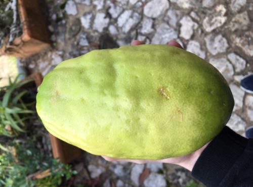 Le Jardin des Antipodes - Cédrat Lisse Ou Rugueux Bio (Citrus medica)