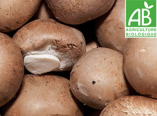 Mon Petit Producteur - Champignon De Paris Blond