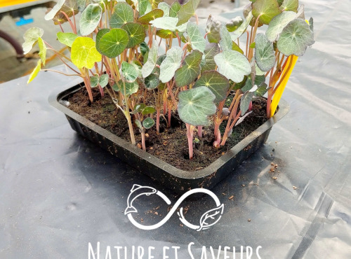 Nature et Saveurs - Ferme Aquaponique et Permacole Astérienne - Micro Pousses de Capucine 300g