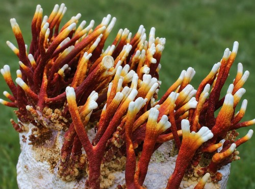 Naturélium - Reishi bois de cerf déshydraté bio