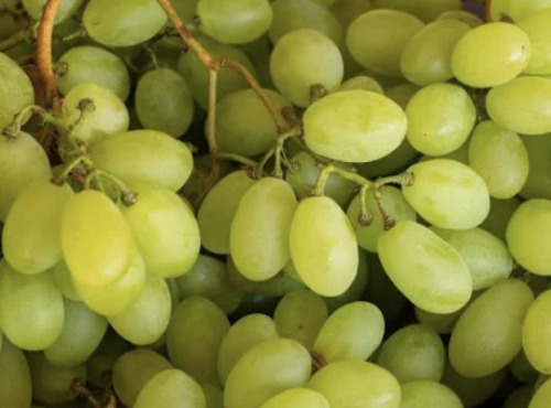 L’Oliveraie du Coudon - Raisin Arra Blanc Sans Pépins 3kg