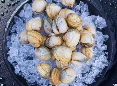 Famille Guezel - Coques Fraîches de Bretagne 0,5kg