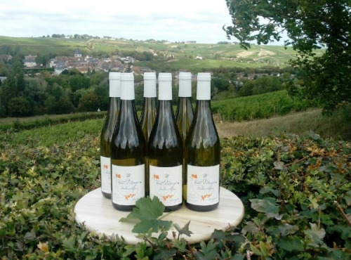 Domaine Doudeau-Leger - Vent d'Ange - Vin de Pays du Val de Loire Blanc IGP 2023 - 6 Bouteilles