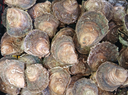 Huitres Damerose - Huitres Plates calibre M (moyen) - 2 douzaines (25 pièces)