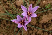 Le safran - l'or rouge des Ardennes - 50 Bulbes De Safran (crocus Sativus) Certifiés Bio, Calibres 8-10