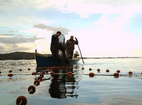 Pêcheur Toni  Micheau - Anguilles Argentées Sauvages 500g - Entières (7 À 10 Pièces)