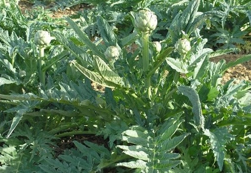 Les Jardins de Gérard - Artichaut feuille Bio pour tisane - 1 kg