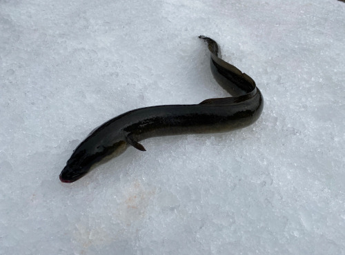 Pêcheur Toni  Micheau - Anguille Jaune Sauvage - Pièce De 1.2kg - Vidée
