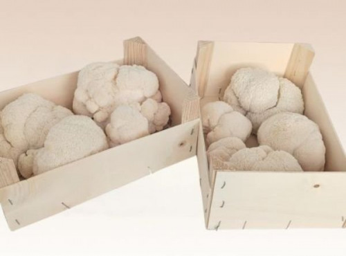 Les Myconautes - Hericium Bio - Cagette 1kg