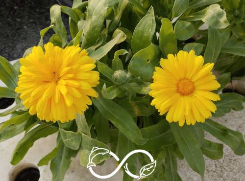 Nature et Saveurs - Ferme Aquaponique et Permacole Astérienne - Souci Calendula (Fleur Fraiche)