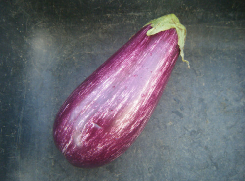 Multiproductions - Cédric Joliveau - Aubergine Zébrée Violette 1kg