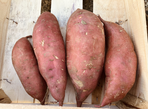 La Ferme du Salabel - Patate douce BIO 4kg