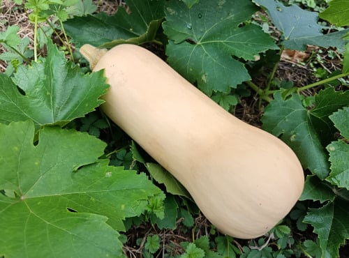 Aux Jardins des Colibris - Courge Butternut Bio entière