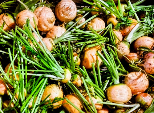 Nature et Saveurs - Ferme Aquaponique et Permacole Astérienne - Carotte Marché de Paris Sans fanes – Douceur hivernale