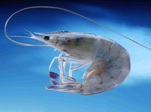 Obsiblue - Gambas bleues de Nouvelle-Calédonie - Gambas Bleues De Nouvelle-calédonie - Calibre 16-20 - 5kg