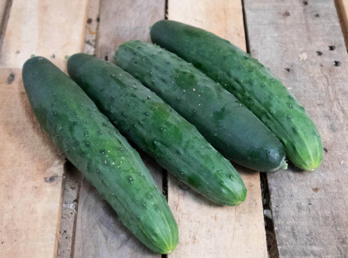 La Boite à Herbes - Concombre Noa - 1 Pièce