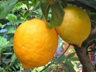 Les Hespérides - Coopérative de la Riviera Française - Cédrat Florence 5kg