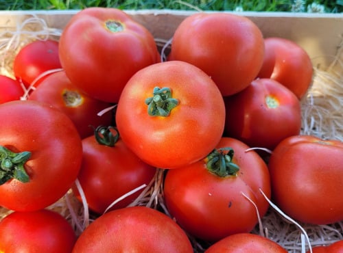 Le Pré de la Rivière - Tomate bio Ronde Paola 1,5kg- Origine France