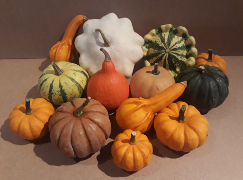 Ferme de Cernunnos - Lot de petites courges de décoration n°1
