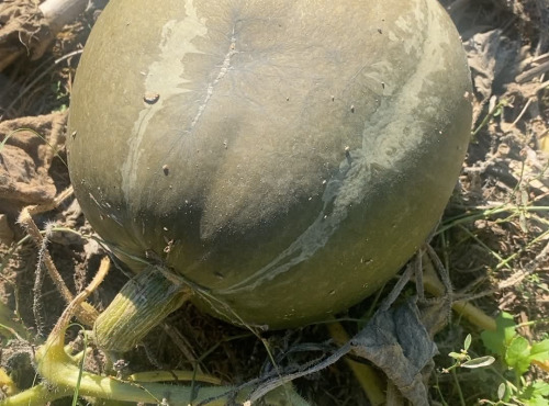 Des Poules et des Vignes à Bourgueil - Courge verte à chair orange