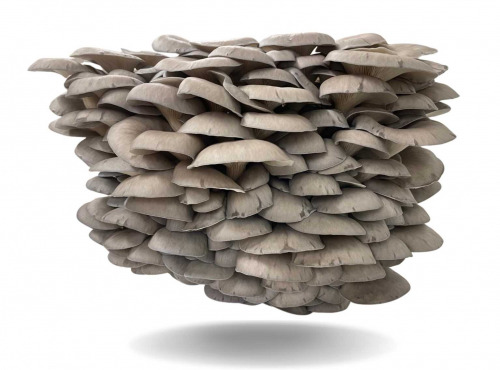 Naturélium - Le pleurote en huître (Pleurotus ostreatus) 1kg