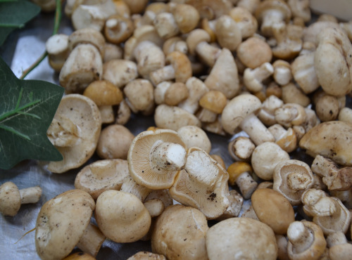 Trapon Champignons - TRICHOLOMES DE LA ST GEORGES