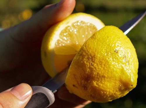 Jardins de la Testa - Citron de Corse BIO - 400kg