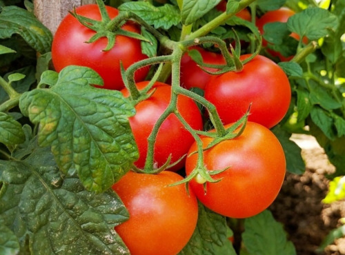 Maréchal Fraicheur - Tomates grappe - 5 kg