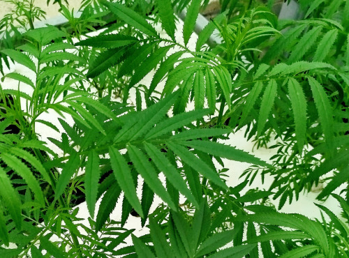 Nature et Saveurs - Ferme Aquaponique et Permacole Astérienne - Tagete erecta – Tagète passion, fraîcheur tropicale en feuilles